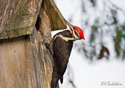 Dryocopus pileatus